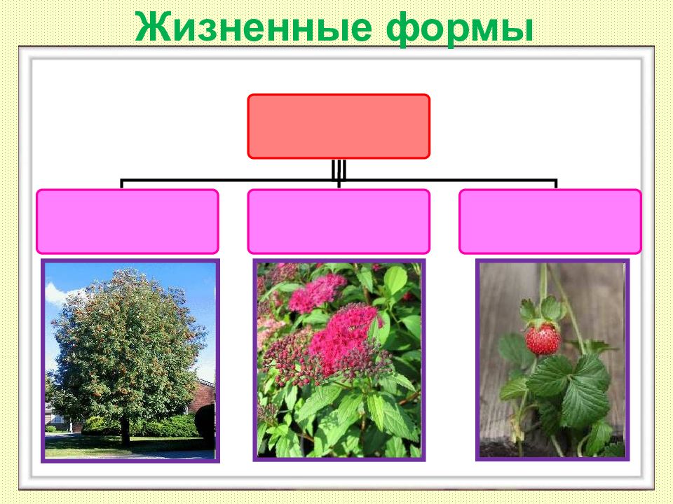 Жизненные формы цветковых растений презентация