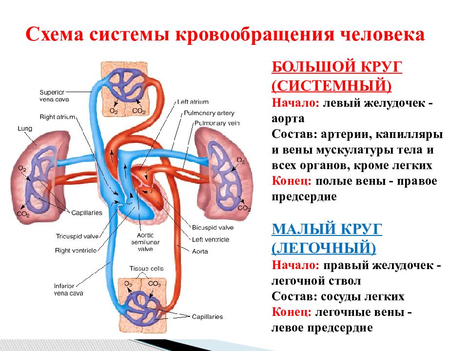 Венозный круг. Система кровообращения схема. Схема артериальной системы кровообращения. Системные вены большого круга кровообращения. Схема кровообращения человека схема.