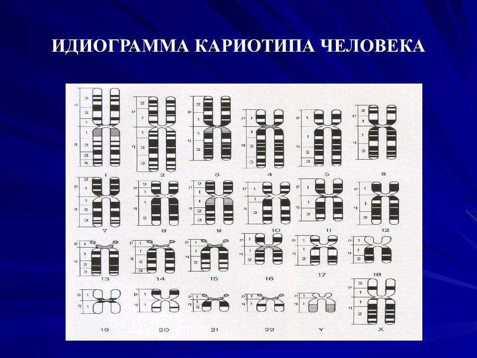 Хромосом группы d. Идиограмма кариотипа человека. Кариотип и идиограмма хромосом человека. Идиограмма хромосом человека в норме. Кариограмма хромосом человека.