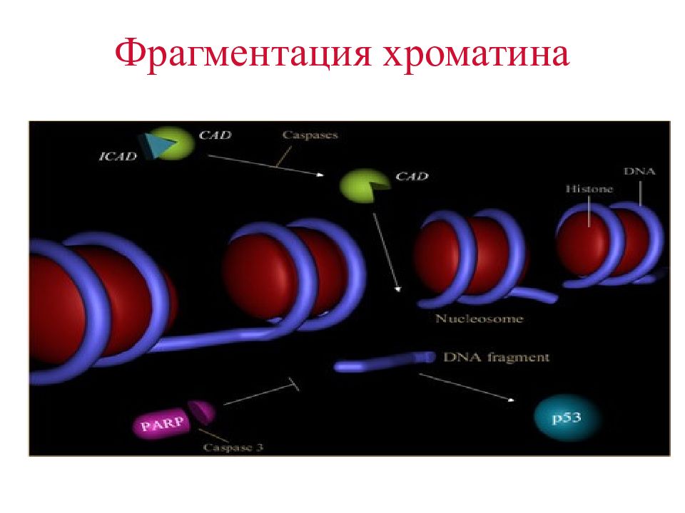 Фрагментация днк. Фрагментация хроматина. Т межнуклеосомная фрагментация ядерной дн.