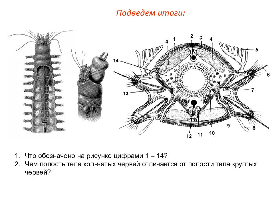 Полость тела кольчатых. Кольчатые черви полость тела. Кольчатые черви полость. Кольчатые черви скелет. Полость тела кольчатых червей.