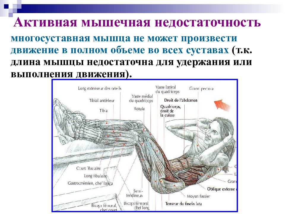 Презентация биомеханика мышц