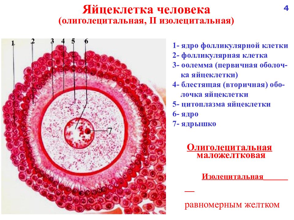 В растущих ооцитах большинства животных. Строение яйцеклетки человека. Охарактеризуйте строение яйцеклетки млекопитающих.. Структура строение яйцеклетки. Схема яйцеклетки млекопитающих.