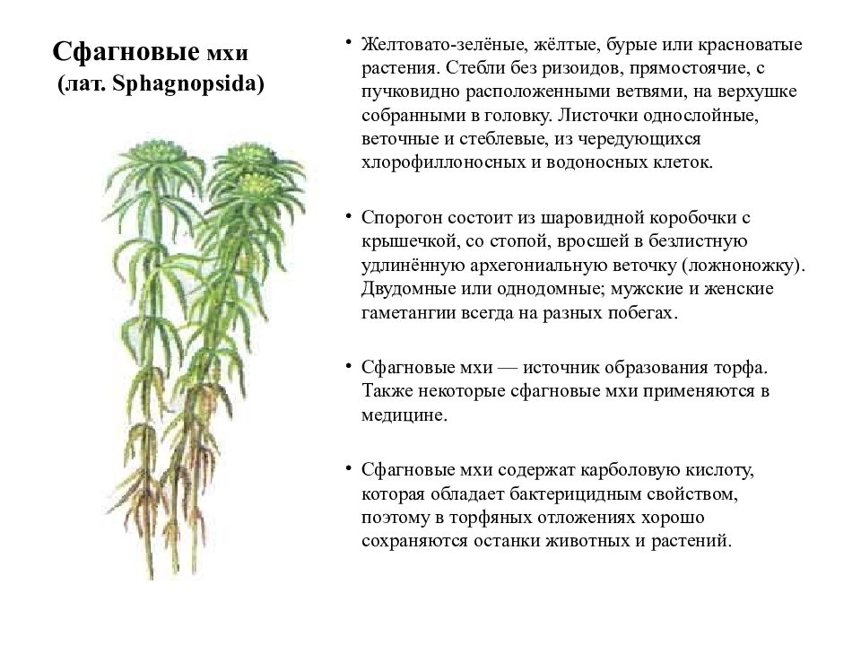 Описание мха. Мох сфагнум характеристика. Мох сфагнум характеристика растения. Сфагнум краткое описание. Сфагнум однодомное растение.