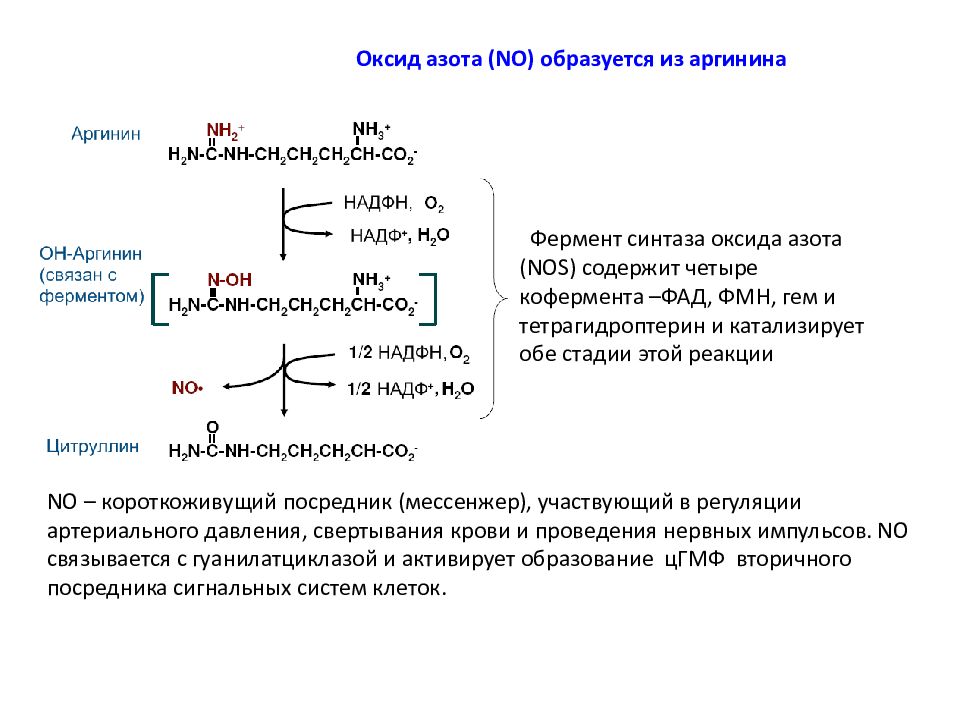 Азот образует. Синтез no из аргинина. Синтаза оксида азота. Синтез окиси азота из аргинина. Индуцибельная синтаза оксида азота.