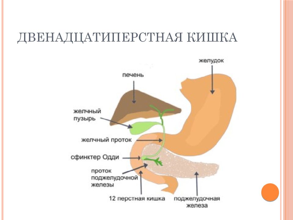 Желчь в 12 перстной кишки