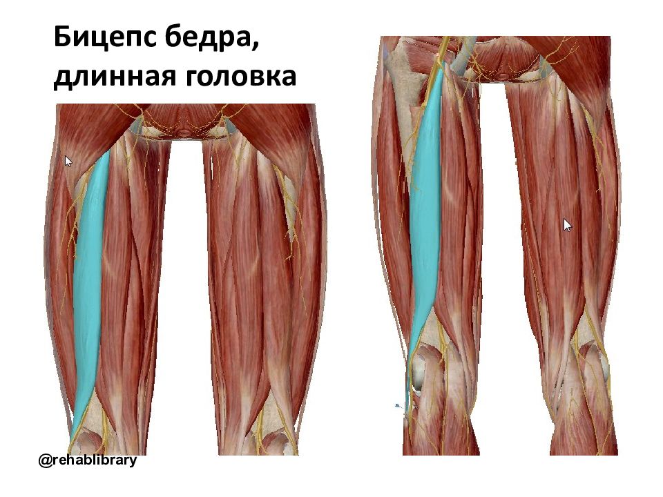 Прикрепление двуглавой мышцы бедра