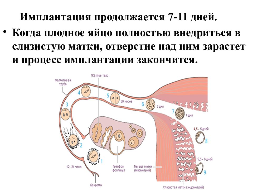 Оплодотворение развитие