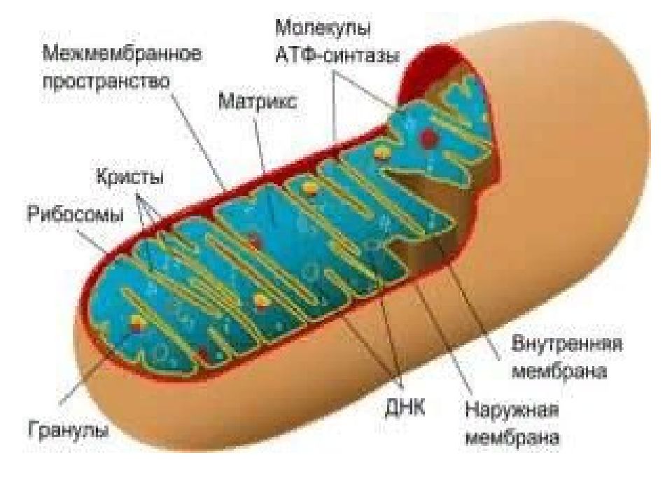 Внутренние мембраны кристы. Межмембранное пространство митохондрий. Матрикс митохондрий. Mitochondria structure.