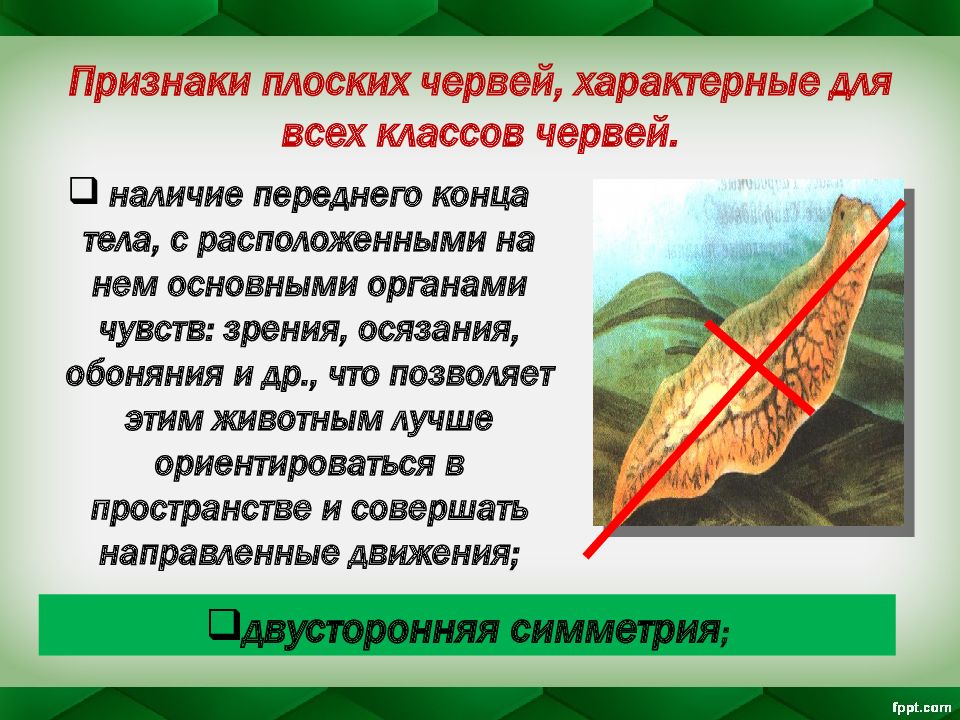 Картинки плоские черви 7 класс биология