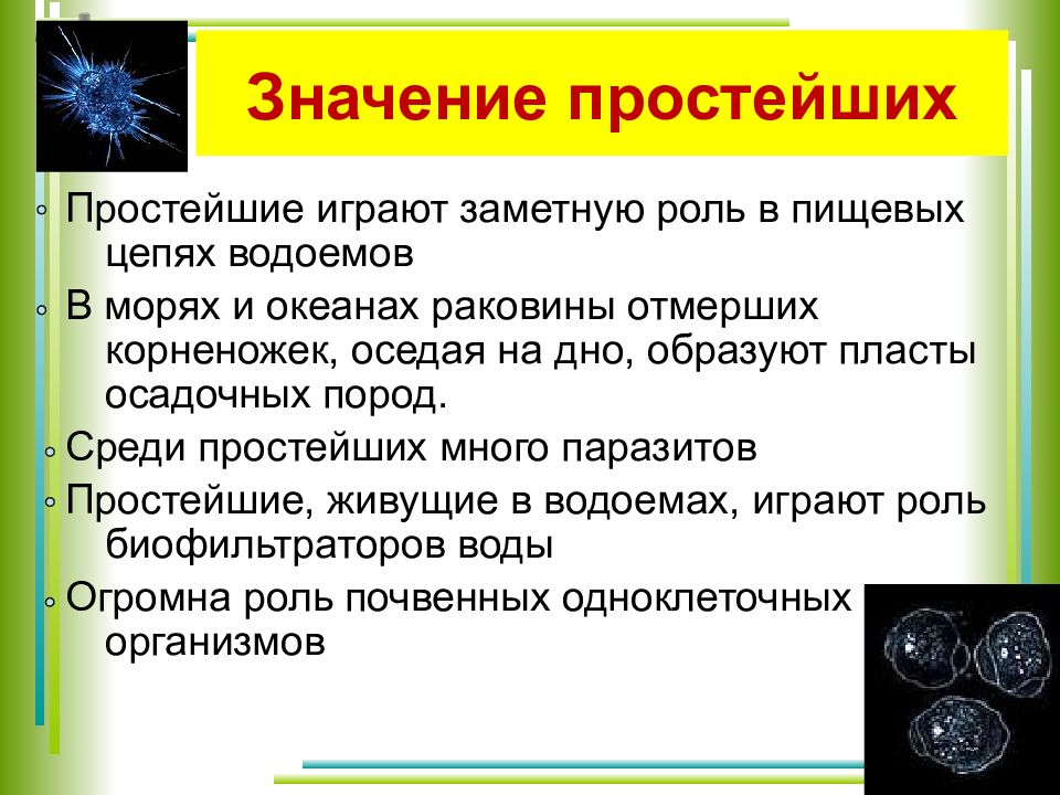 Презентация по теме простейшие 7 класс биология