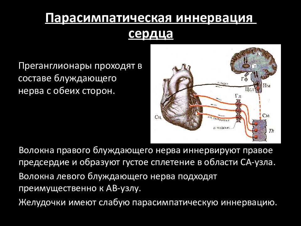 Какие органы иннервирует блуждающий нерв