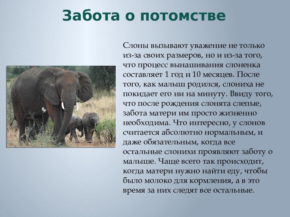 Сколько дает потомства. Презентация о слонах. Как животные заботятся о потомстве сообщение. Слоны для презентации. Забота о слонах.