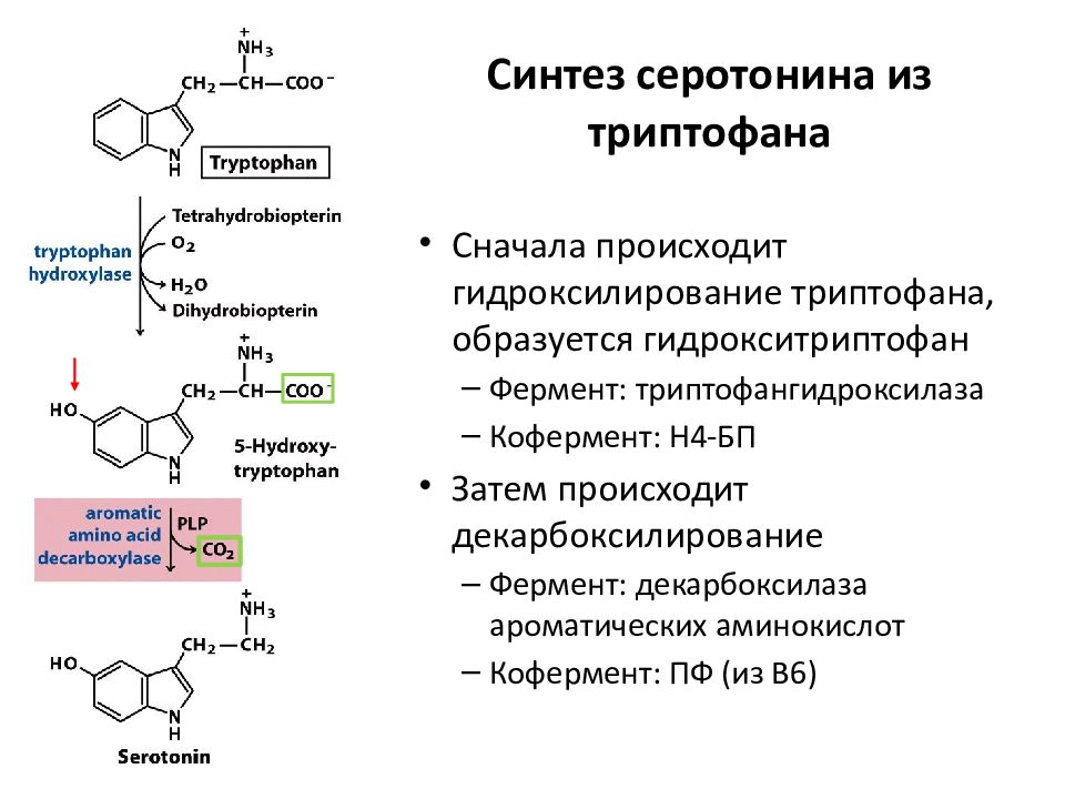 Норма триптофана. Схема синтеза триптофана. Образование индола из триптофана. Схема метаболизма ароматических аминокислот. Триптофан серотонин мелатонин.
