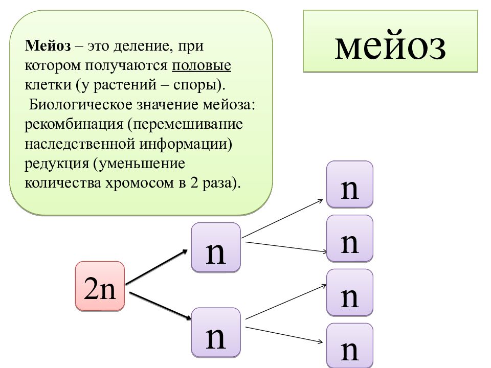 Редукционное деление. Мейоз. Мейоз презентация. Редукционное ое деление. Редукционный мейоз.