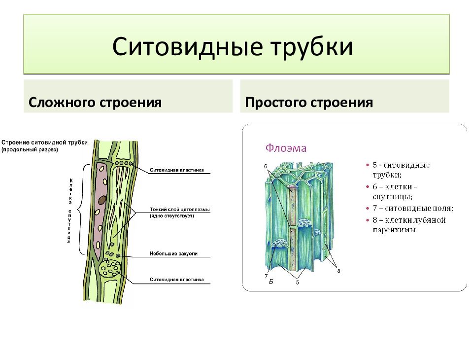 Рассмотрите рисунок подумайте и запишите какие ткани составляют основу изображенных органов растений