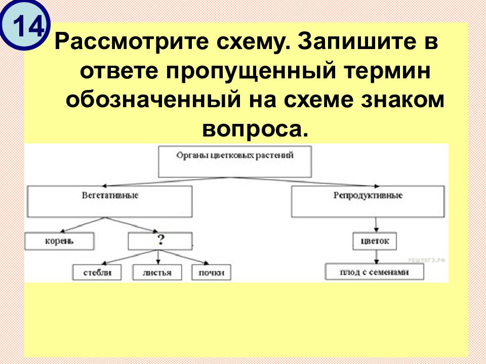 Предложите схему. Рассмотрите схему. Опишите схему и.. Рассмотрите предложенную схему запишите в ответе пропущенный термин. Запиши пропущенное понятие. ￼.