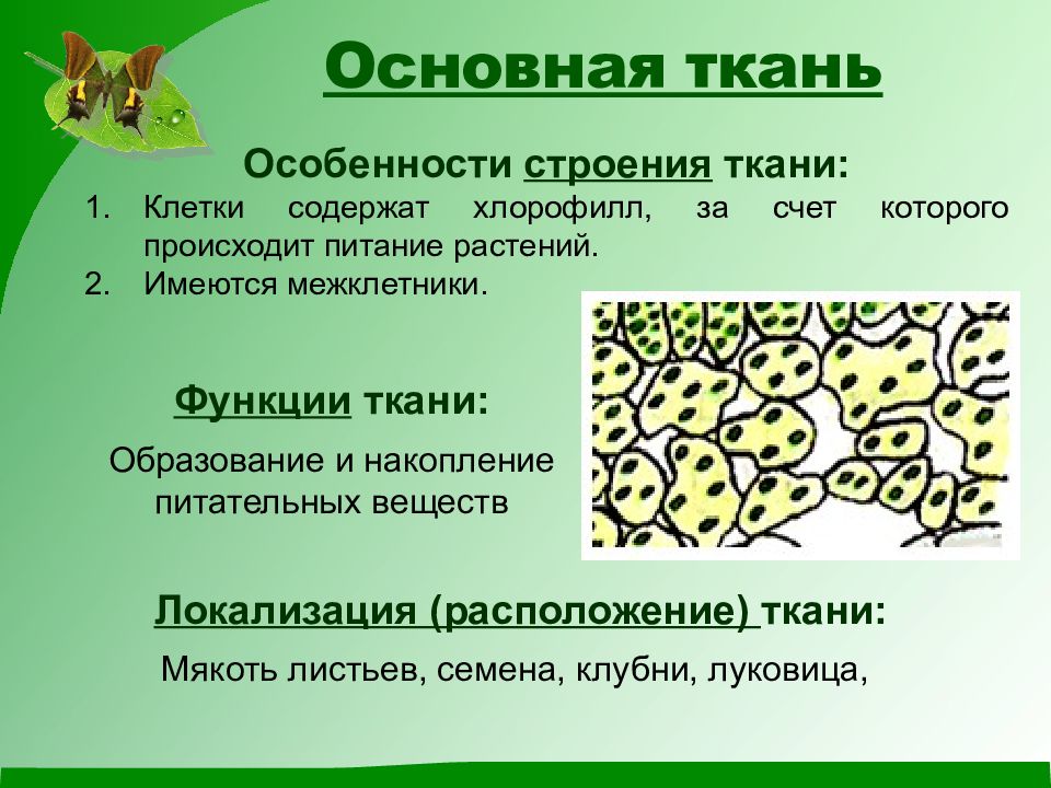 Растительные ткани презентация