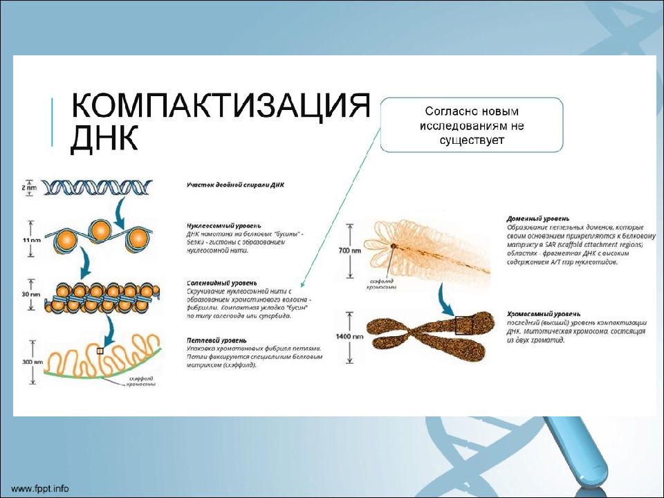 Состав хромосомы эукариот