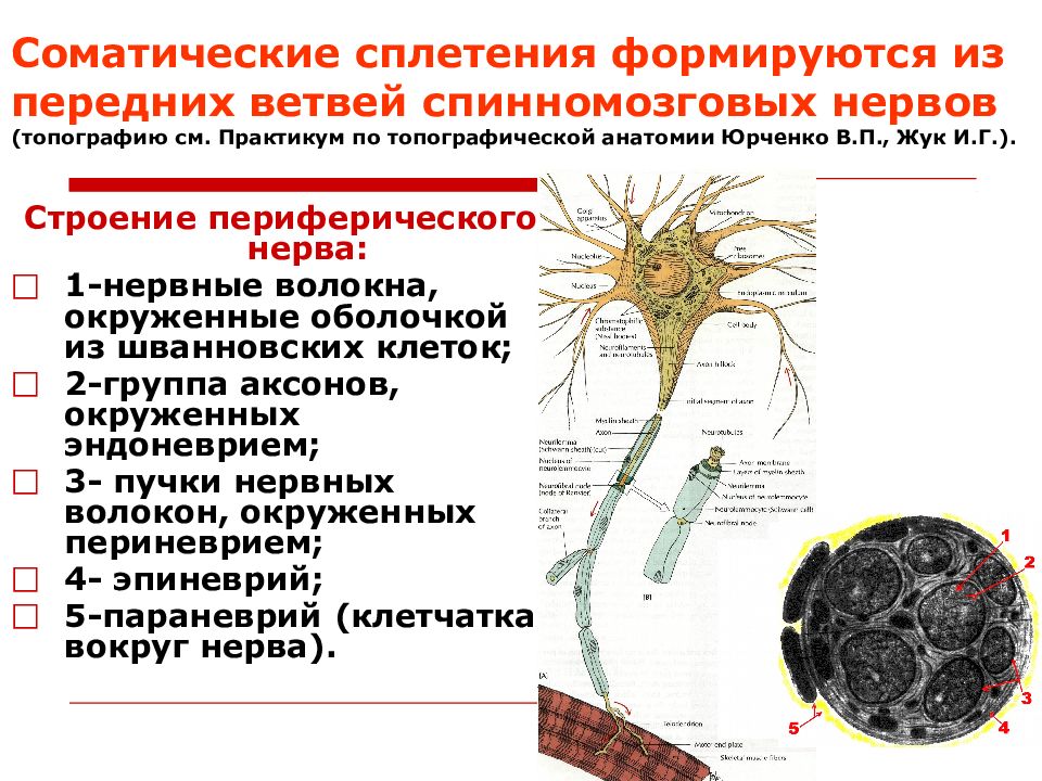 Соматическая клетка пшеницы. Формирование соматических нервных сплетений. Ветви соматического сплетения. Сплетения передних ветвей спинномозговых нервов. Ветви спинномозговых нервов формирующие сплетения.