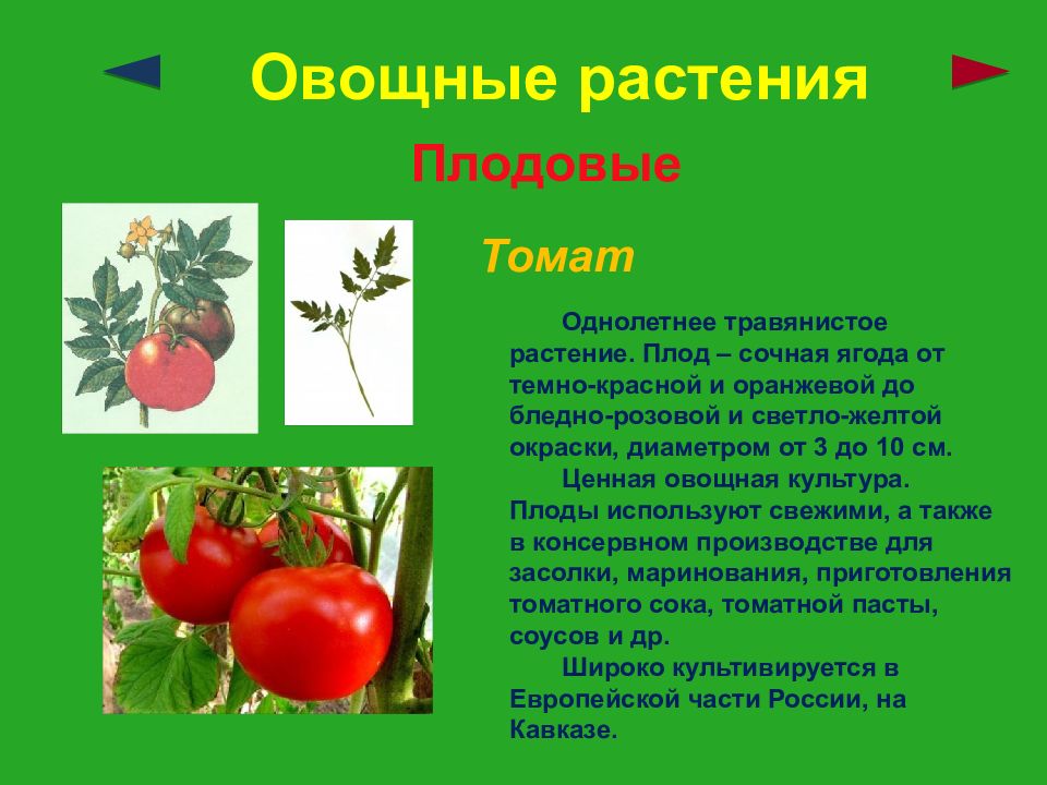 Презентация по теме культурные растения