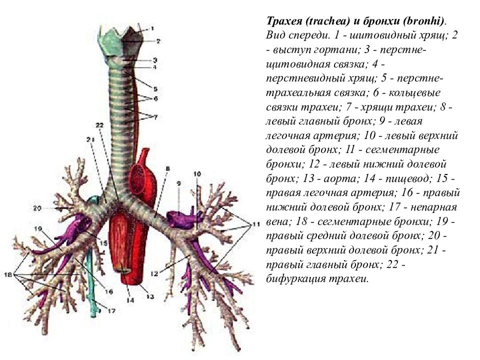 Лечение рака трахеи. Трахея топография строение. Бифуркация трахеи. Новообразование трахеи.