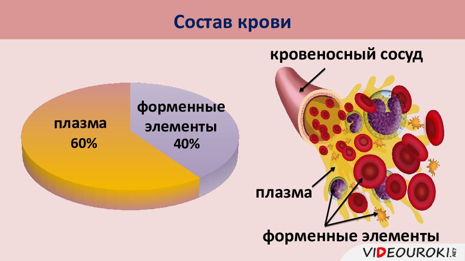 Морфологический состав крови