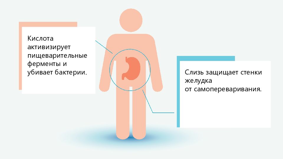 Кишечный сок содержим ферменты расщепляющие. Кишечный сок. Химический состав кишечного соков. Самопереваривание желудка. Защита желудка от самопереваривания.