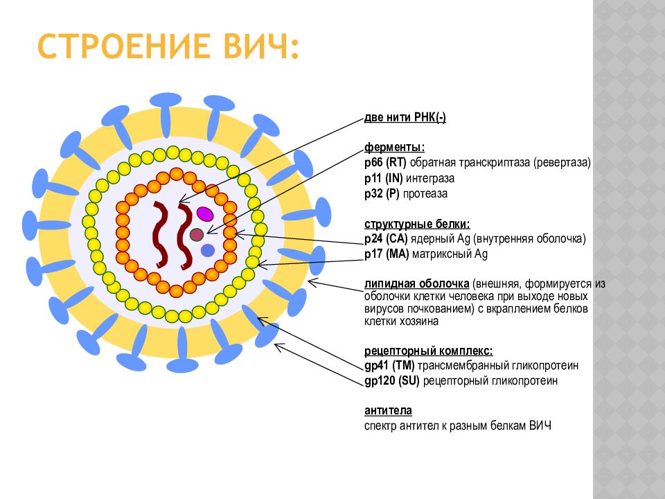 Схема строения вич инфекции