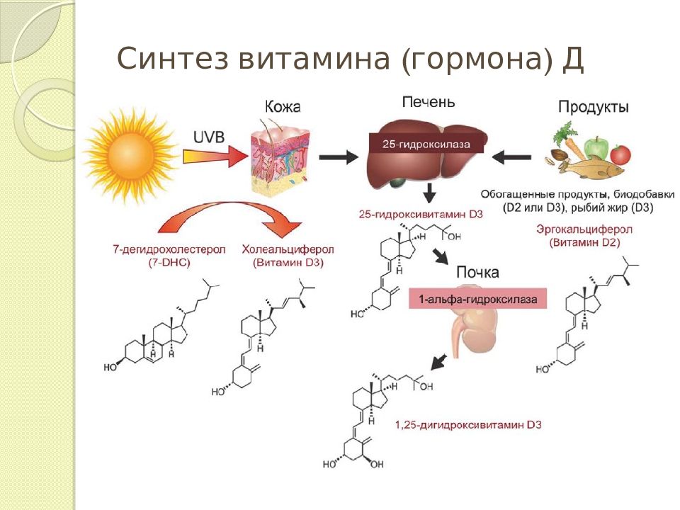 Презентация витамин д биохимия