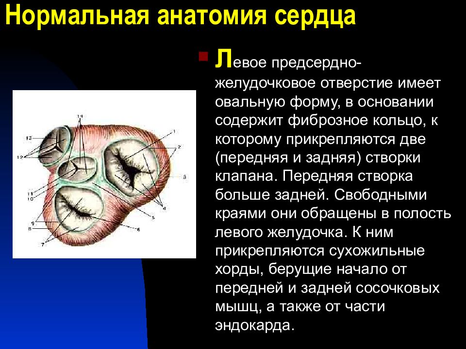 Клапан правого предсердно желудочкового отверстия