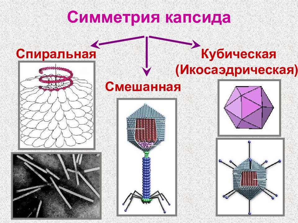 Проект вирусы геометрическая форма