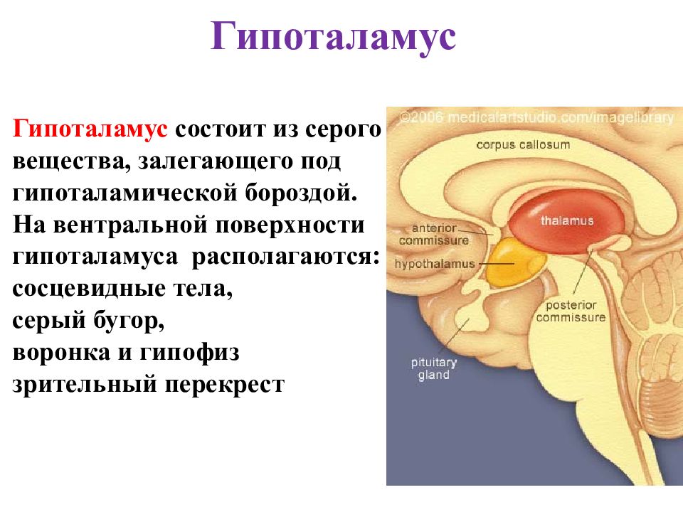 Гипоталамус где находится картинки