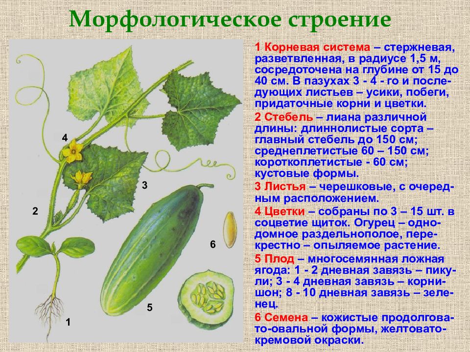 Презентация на тему огурец