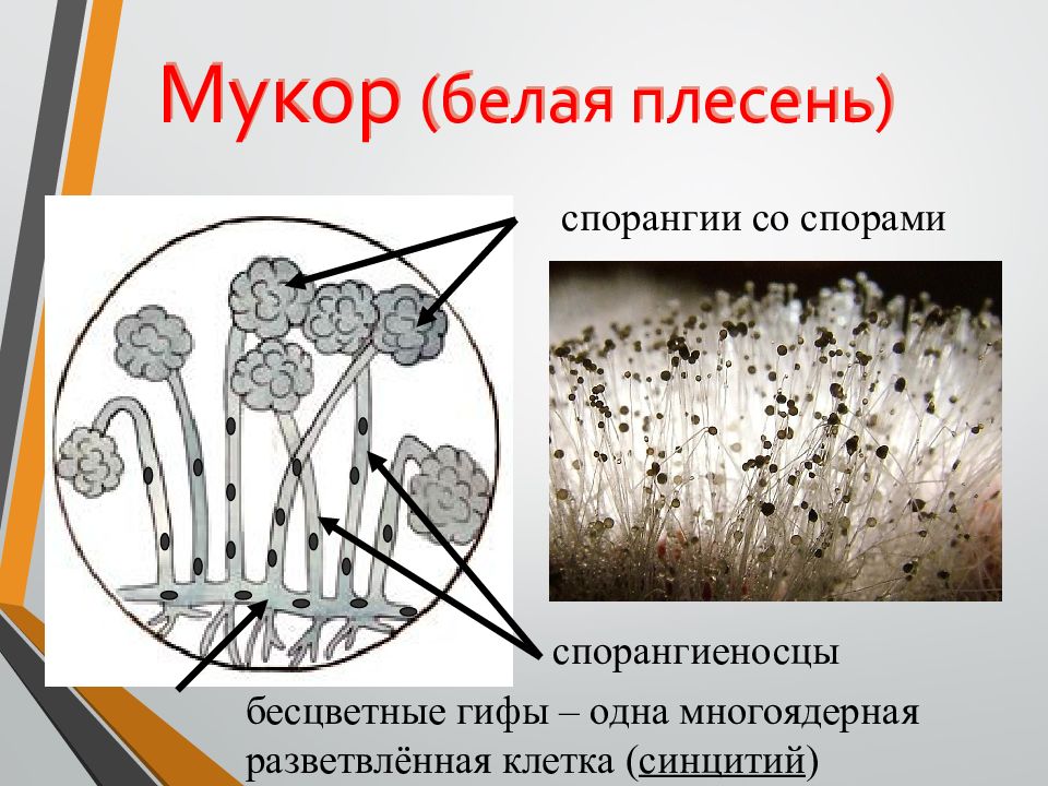 Рассмотрите изображение шести представителей мира грибов мукор бледная поганка