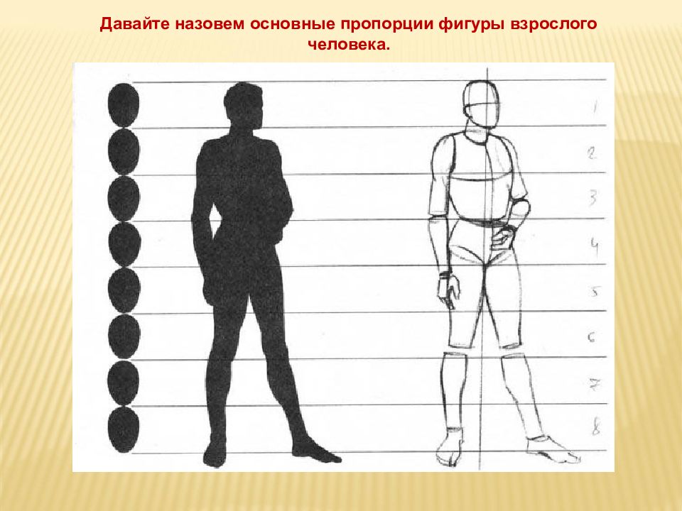 Особенности изображение человека. Пропорции фигуры человека. Наброски фигуры человека пропорции. Пропорции фигрычеловекавзрослого. Пропорции человеческой фигуры Наброски с натуры.