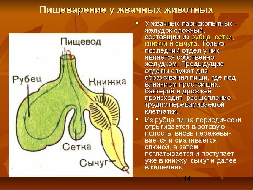 Строение многокамерного желудка жвачных млекопитающих рисунок