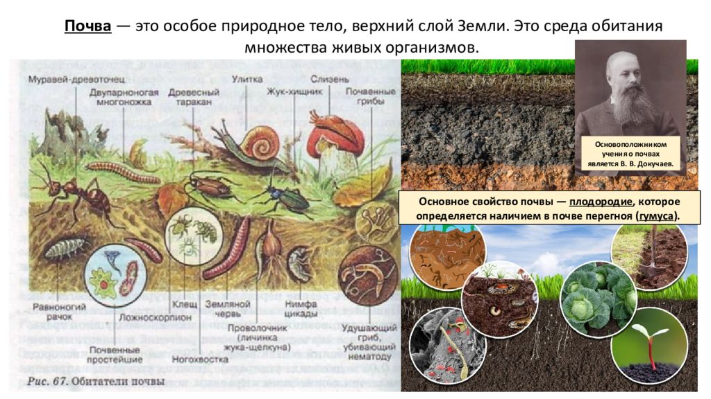 Почвы биосферы. Почва Биосфера литосфера. Почва особое природное тело. Живые организмы литосферы. Почва особое природное тело презентация.