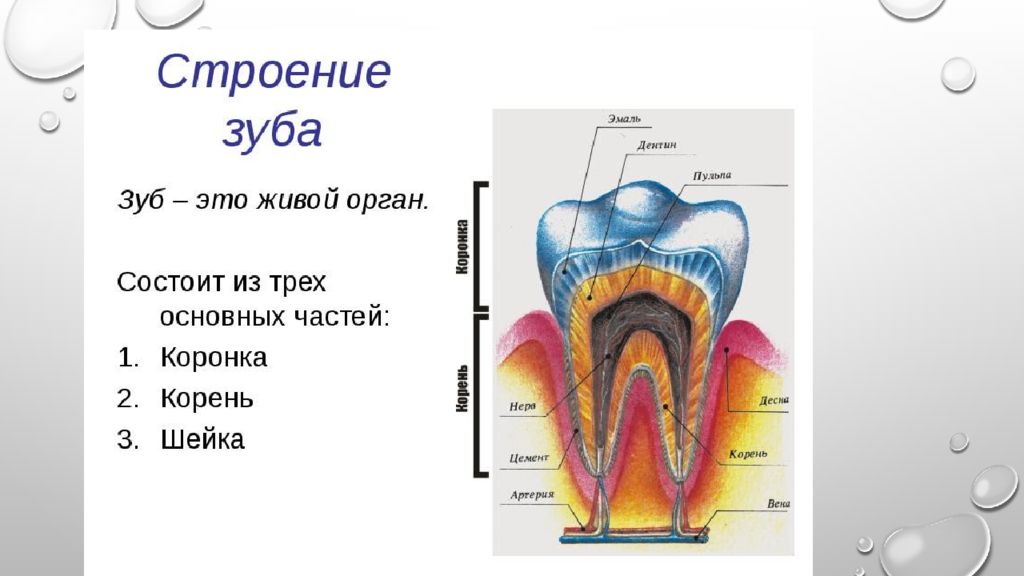 Зубы это кости или орган