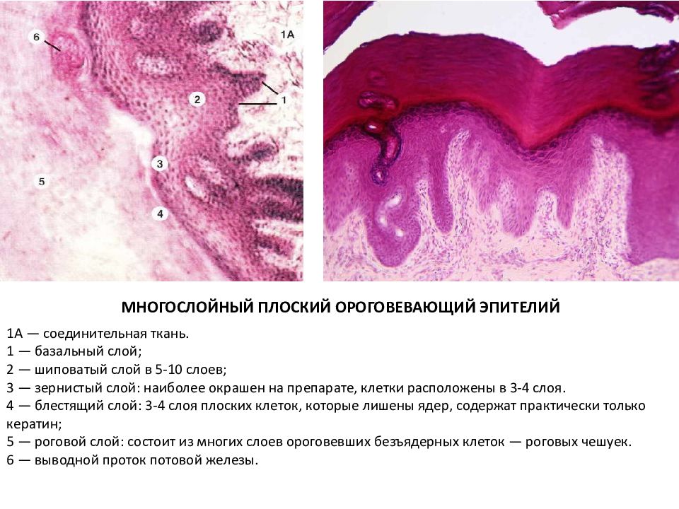 Многослойный плоский ороговевающий эпителий. Название слоев многослойного ороговевающего эпителия. Многомлойныйплоский ороговевающий эпителий. Многос лойный плоский орогевающий эпителий.