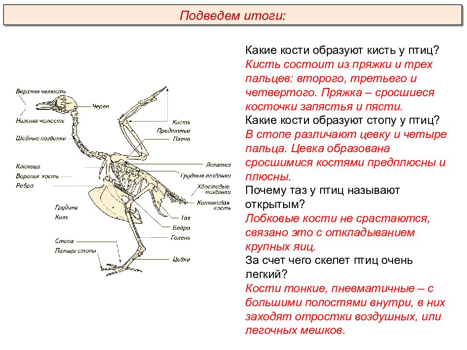 Презентация егэ птицы биология