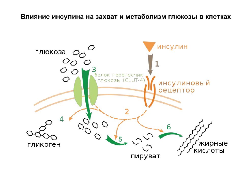 Схема обмена глюкозы в клетке