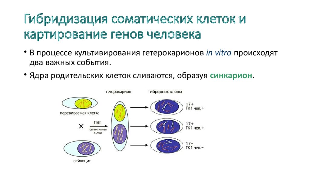 Получение гибридов на основе соединения клеток. Гибридизация соматических клеток. Гибридизация клеток схема. Соматическая (клеточная) гибридизация. Гибридизация соматических клеток схема.