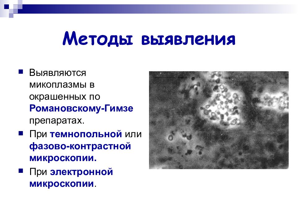 Хламидии способ. Окрашивание по Романовскому Гимзе микоплазмы. Микоплазмы фазово контрастная микроскопия. Микоплазмы методы микроскопии. Микоплазмы методы окраски.