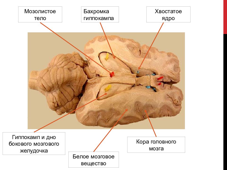 Функция головного мозга животных. Строение мозга животных анатомия. Строение головного мозга КРС. Головной мозг КРС анатомия.