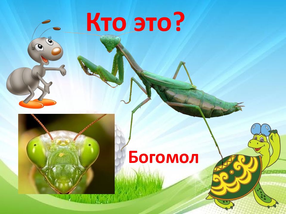 Кто такие насекомые