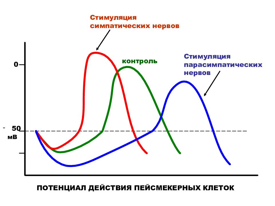 Потенциал действия пейсмекерных. Потенциал действия пейсмекерских коеток. Потенциал действия пейсмекерных клеток. Исходный заряд пейсмекерных клеток. Пейсмекерный механизм дыхательной активности.