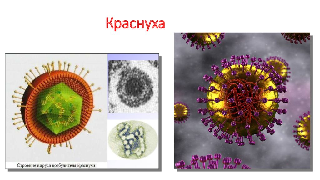 Вирус возбудителя кори. Схема строения вируса краснухи. Строение вируса краснухи рисунок. Коревая краснуха возбудитель. Тогавирусы вирус краснухи.