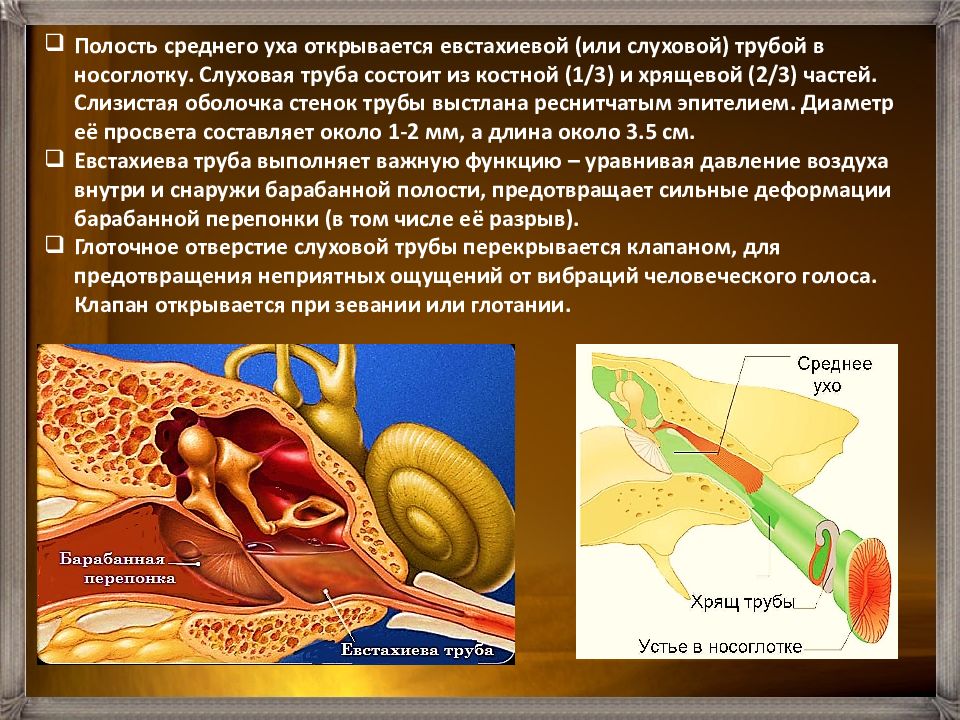 Экспериментатор искусственно создал непроходимость евстахиевой трубы. Слизистая барабанной полости выстлана. Евстахиева труба выстлана эпителием. Полость среднего уха выстлана. Слуховая труба открывается в полость.