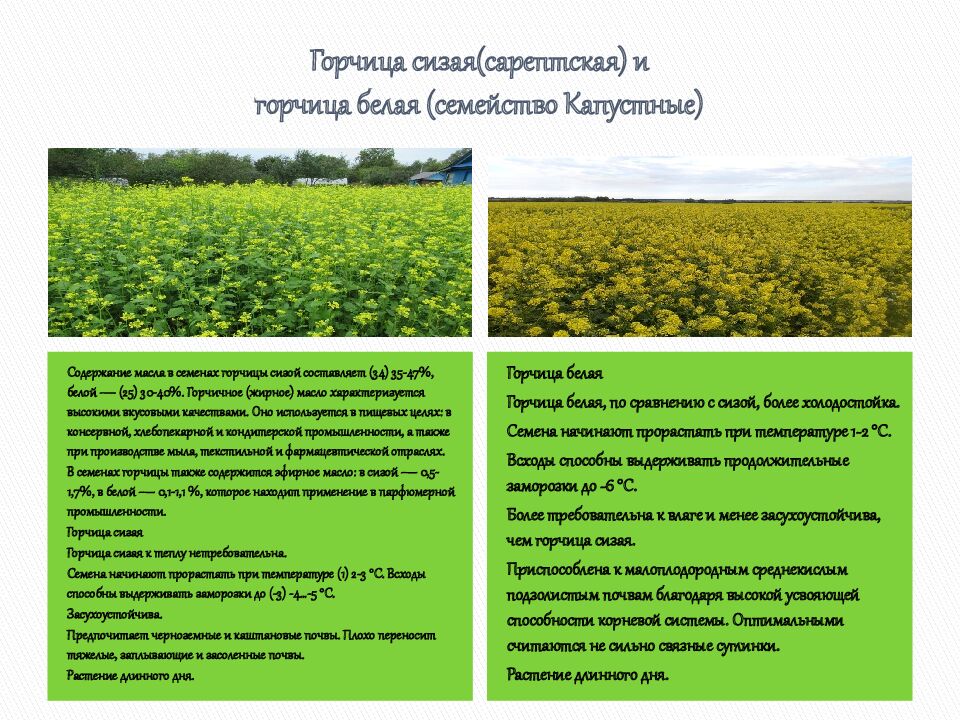 Горчица сизая( сарептская ) и горчица белая (семейство Капустные)